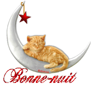 bonne nuit chat